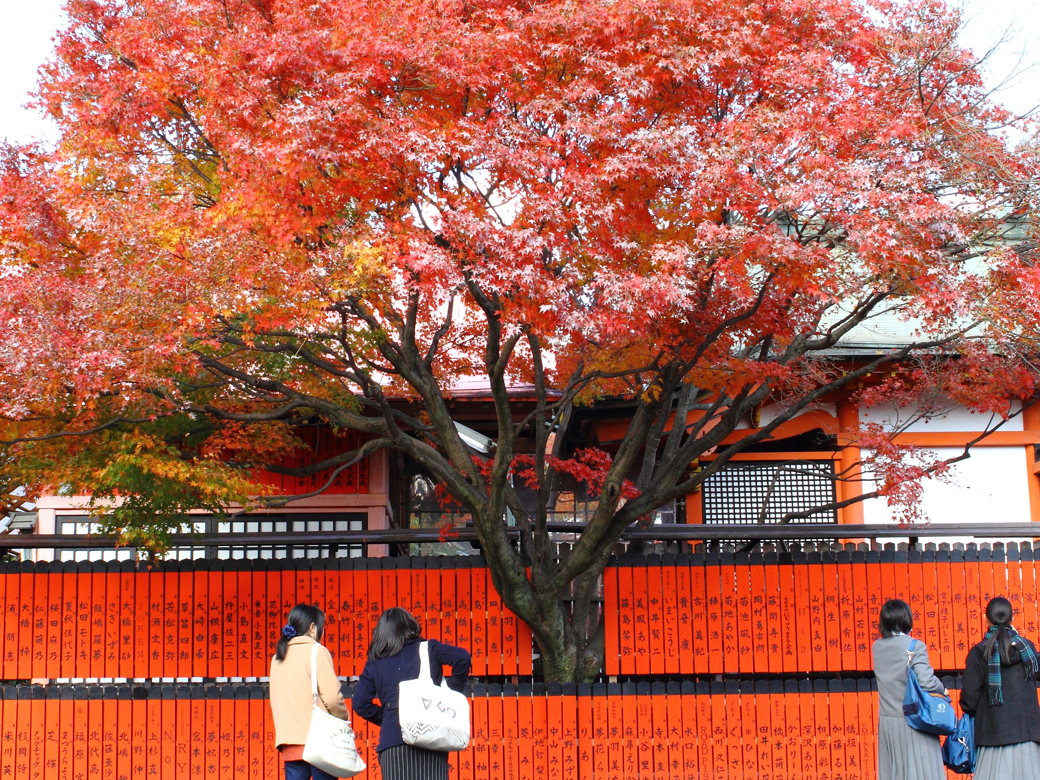 ☆右京の紅葉スポットを紹介☆穴場もあるよ！