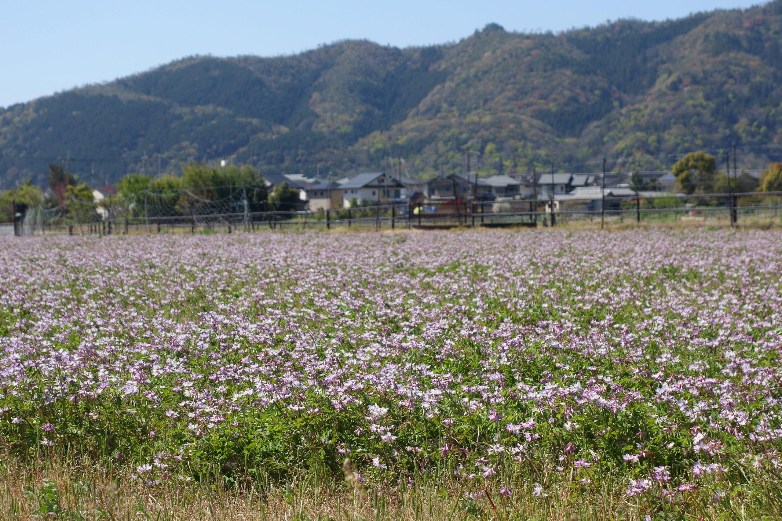 されど，れんげは咲く