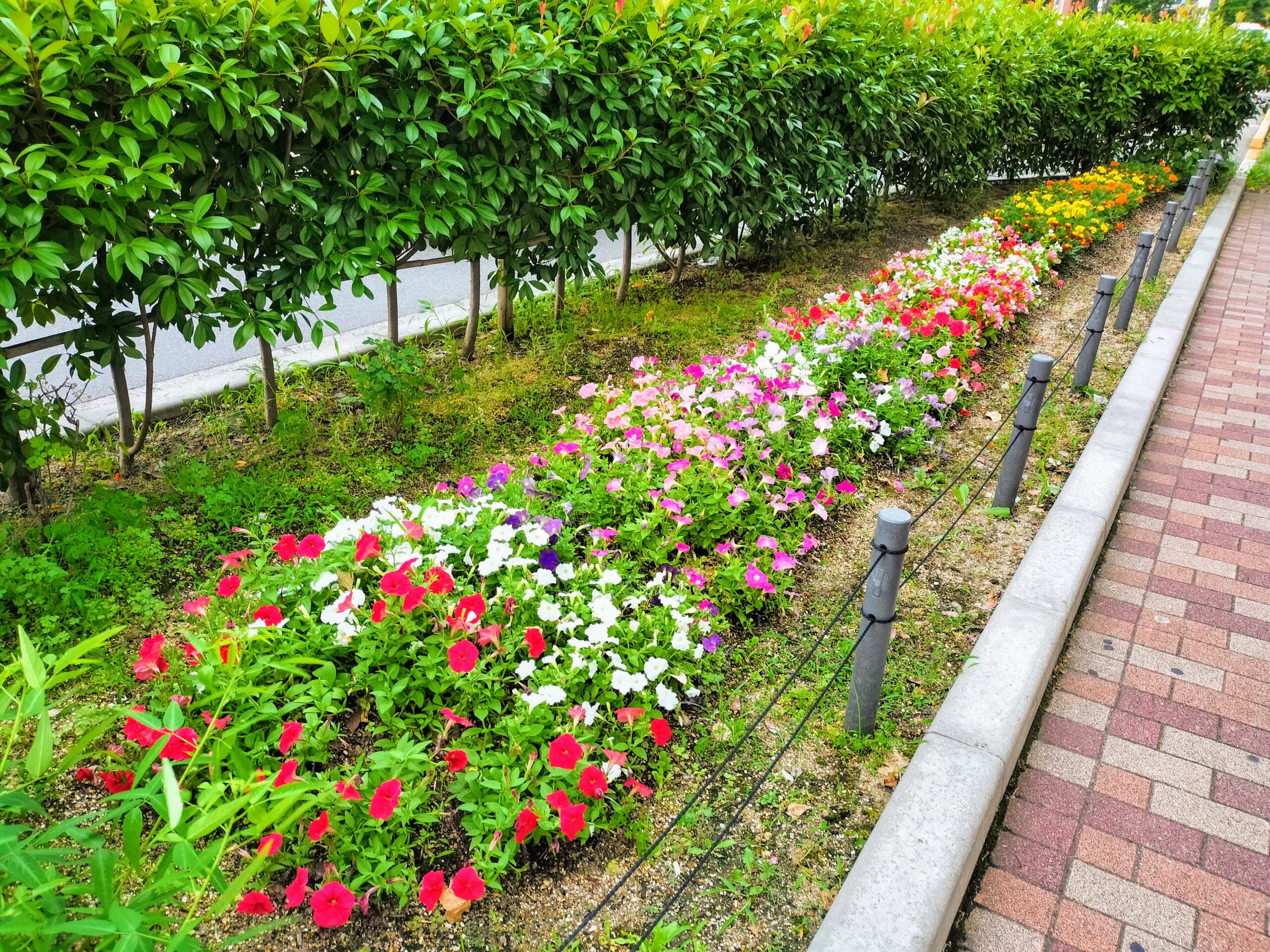 『西院の花壇』