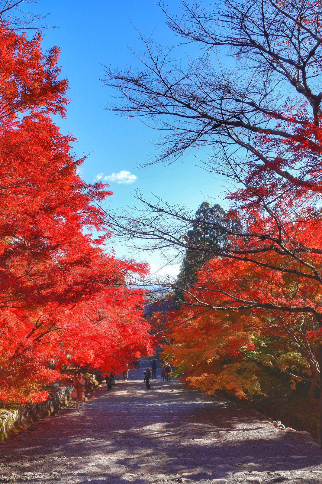 ⭐右京の紅葉⭐