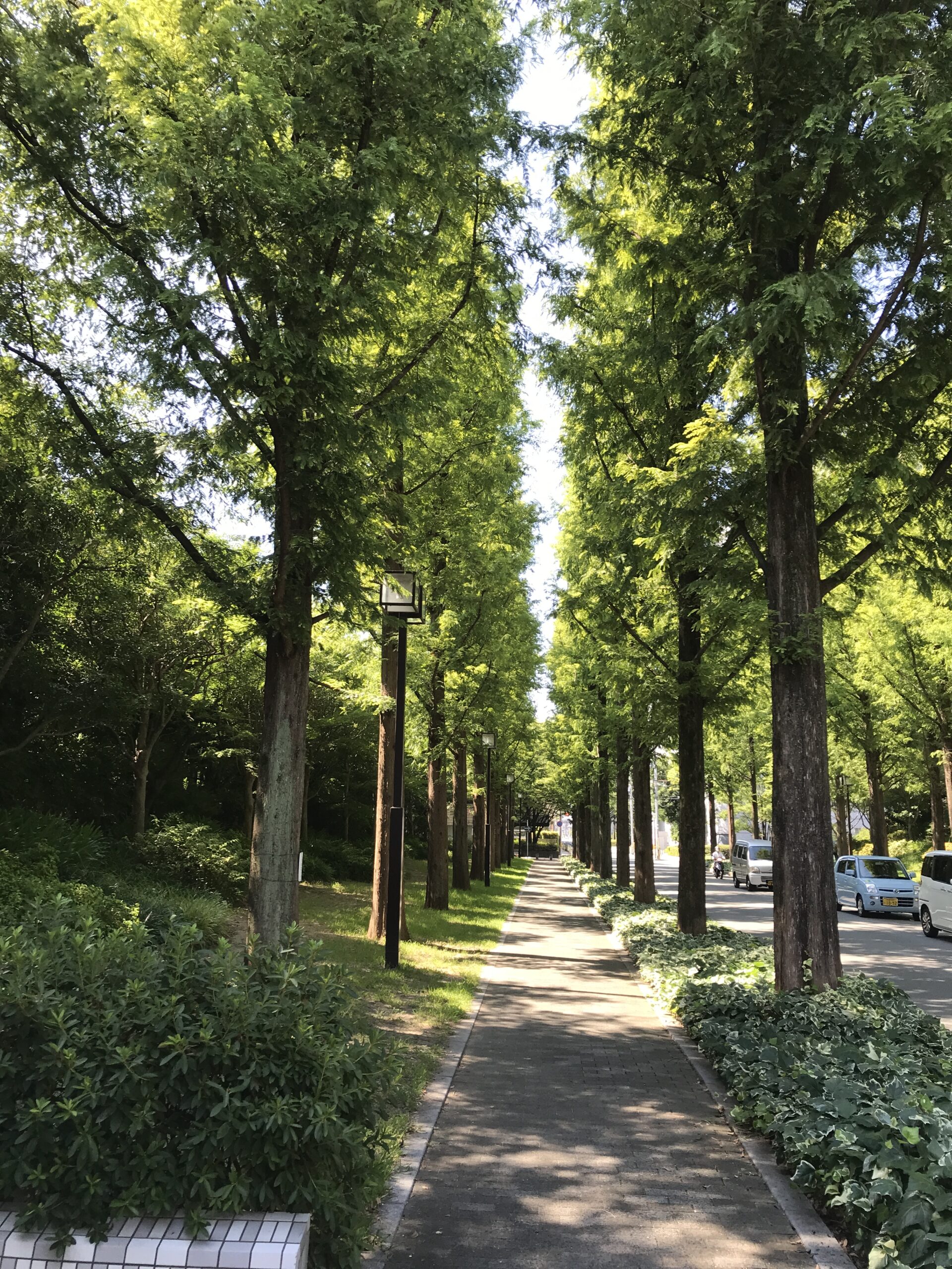 『私の散歩道』
