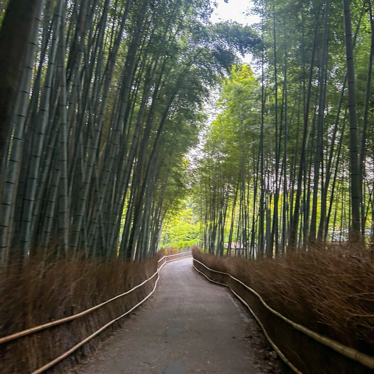 嵐山の竹林