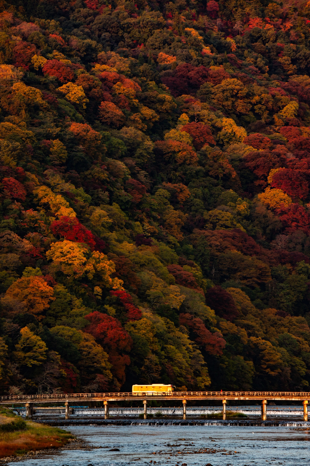嵐山の本気紅葉