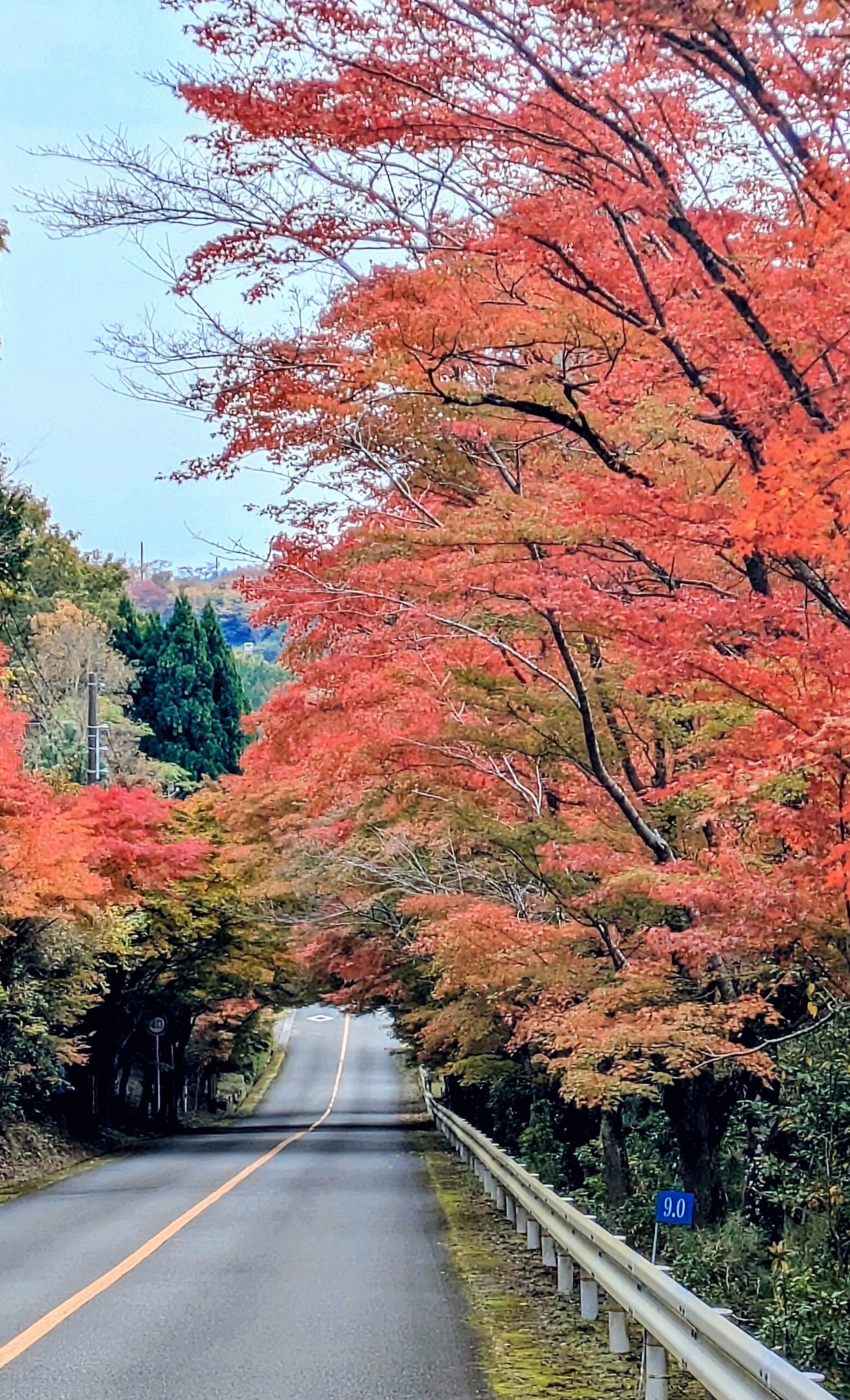 紅葉トンネル×保津峡×菖蒲谷池、秋の右京区へ