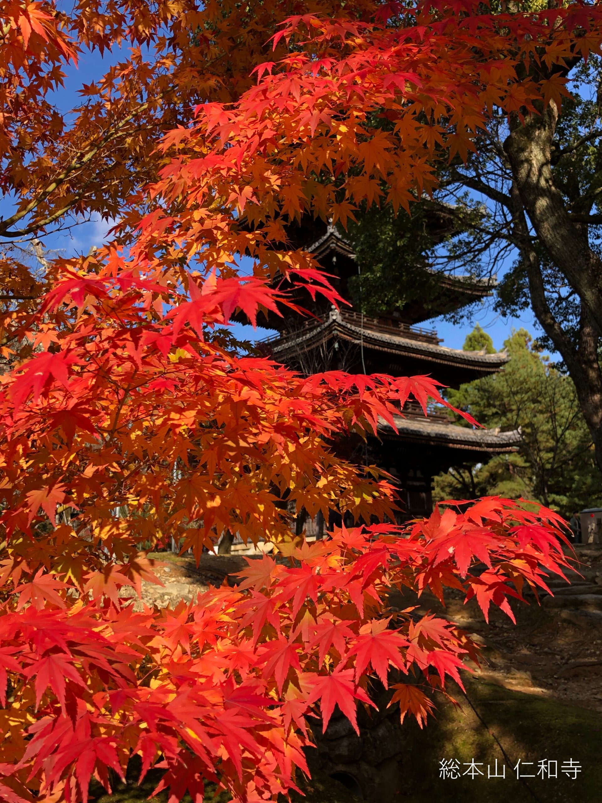 仁和寺さんの紅葉