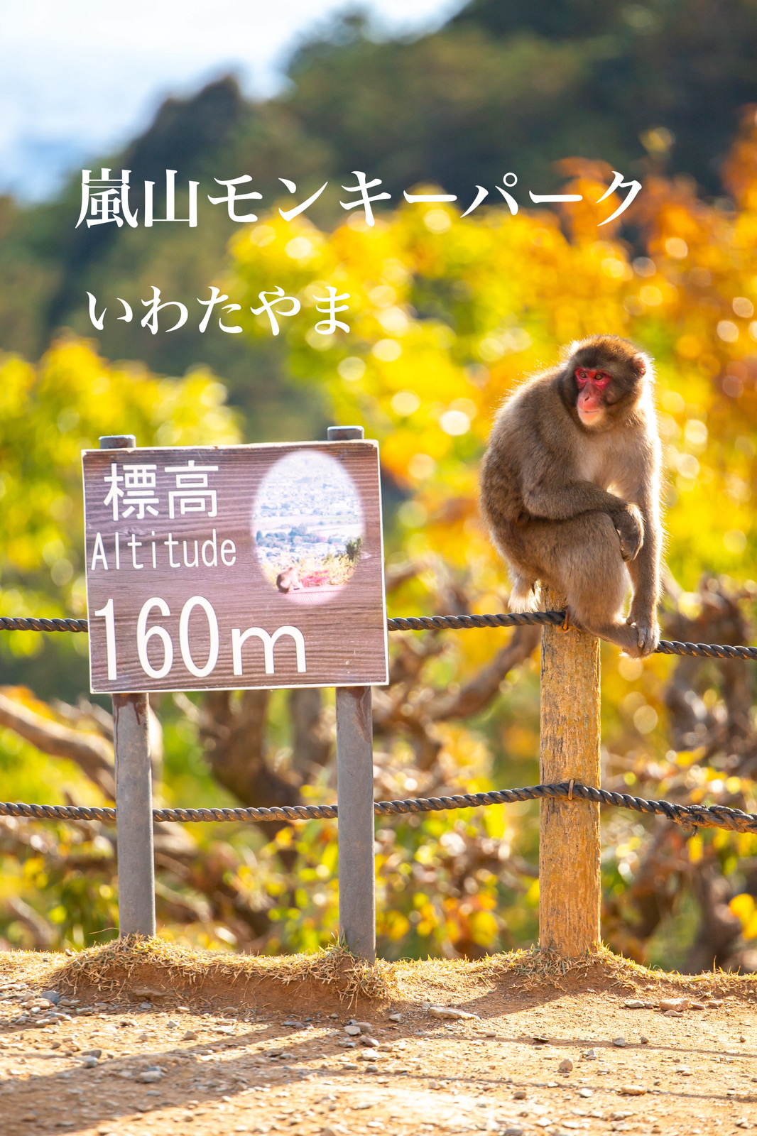 『嵐山モンキーパーク』