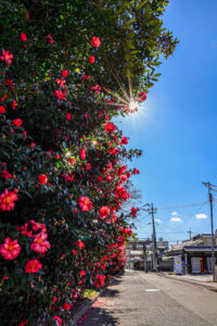 《右京の山茶花》
