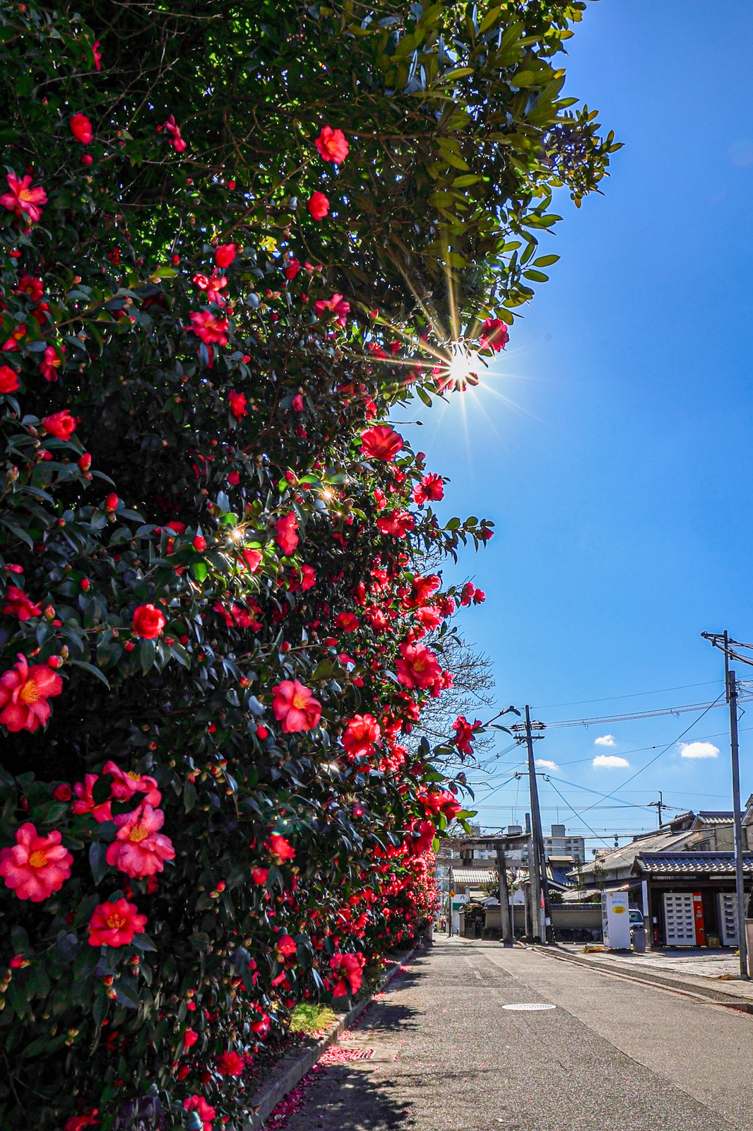 《右京の山茶花》